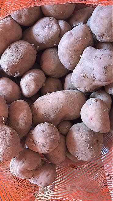 рыба купить: Картошка Пикассо, Оптом — 3