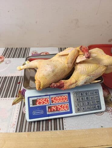 бравекто для собак бишкек: Индейки и куры разных пород - Домашнее поголовье индюков: черные — 7