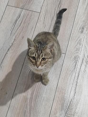 fermer kg: Кошка даром: Беспородная, 8 месяцев, Мальчик — 3