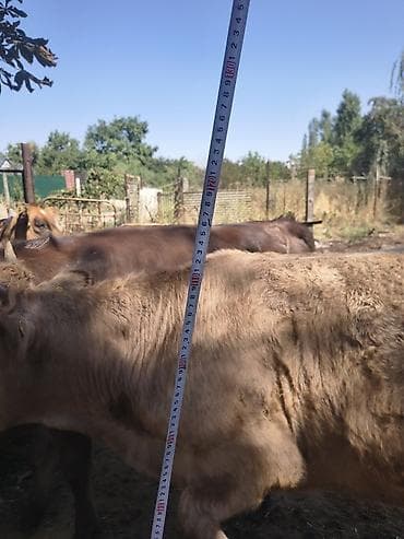 сколько стоит 1 корова: Продаю | Бык (самец) | На откорм — 5