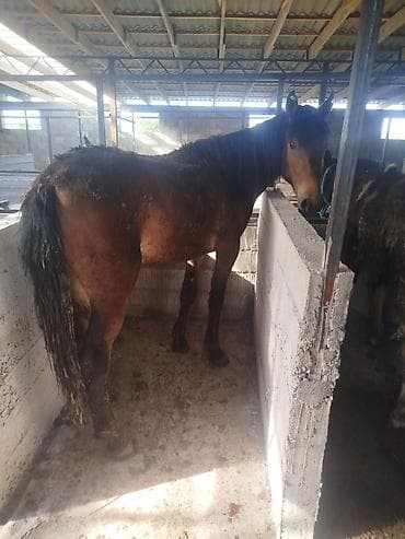 кролик цена: Продаю | Жеребец | Рабочий — 1