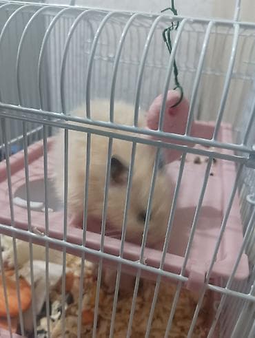 Декоративдик коендор: Сирийские хомяки (длинношерстные) - Порода: сирийский хомяк — 3