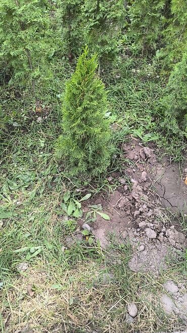 колоновидные саженцы: Саженцы деревьев: Туи — 4