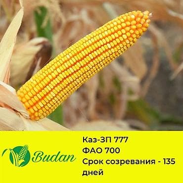 дордой моторс продукты: В продаже семена кукурузы BUDAN (БУДАН) ЗПСК 704 урожайность гибрида — 4