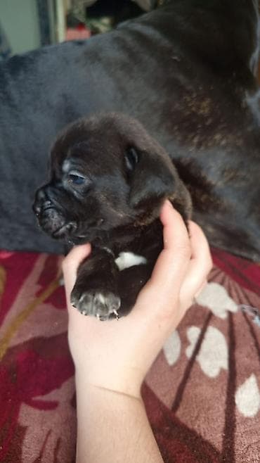 шкура крс: Кане-корсо, 1 месяц, Самец, С прививкой, С родословной — 2