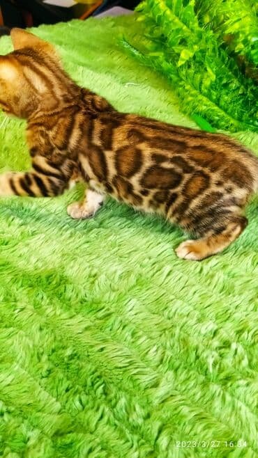 новорожденные котята: Друзья!! Проф питомник Бен Гла Мур Предлагает Шикарных элитных — 26