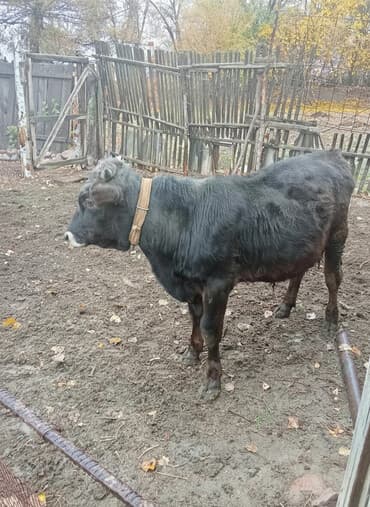 куплю корм для животных: Продаю | Бык (самец) | На откорм | Привязанные — 1