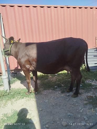 Продаю | Корова (самка) | Для молока — 4