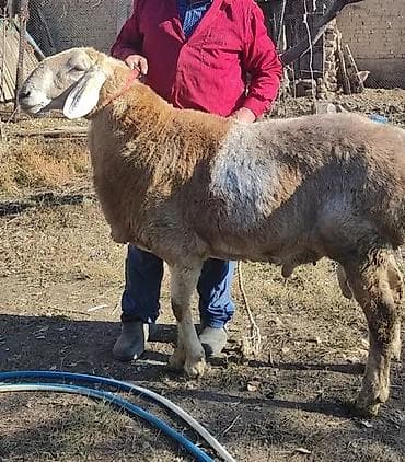 романовский порода: Продаю | Баран (самец) | Арашан | Для разведения | Осеменитель — 4