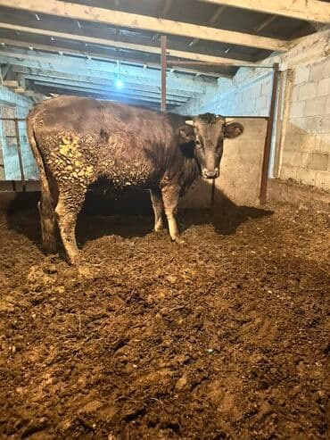 продаю связи с переездом: Продаю | Бык (самец) | На откорм | Привязанные — 1