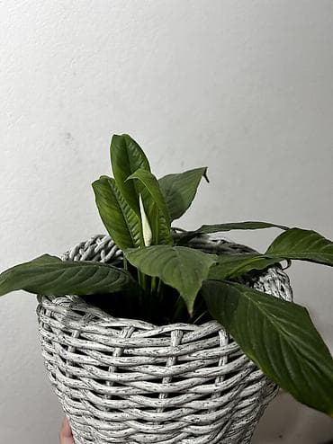 бөлмө гулдору: Үй жана бакча үчүн декор, Кашпо жана гүл өстүрүлгөн жерлер, Акылуу жеткирүү, Өзү алып кетүү — 3