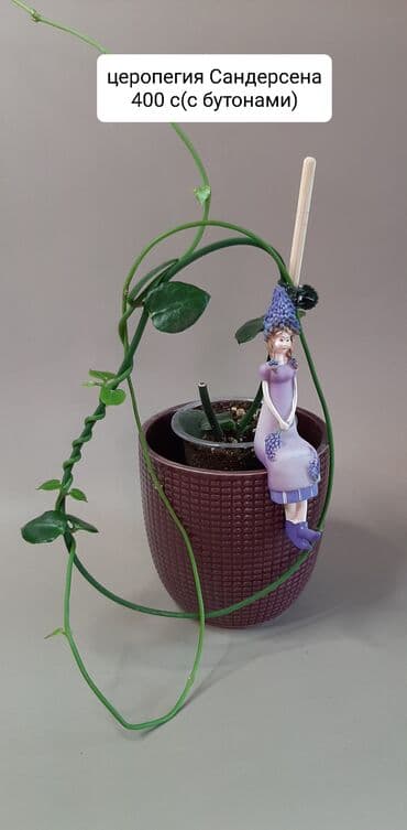 лампы для растений: Продаю взрослые хойи: Лиза, кудрявая, калистофила, церопегию — 6