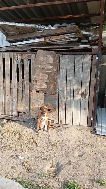 Продажа собак: Питбуль, 2 месяца, Самка — 1