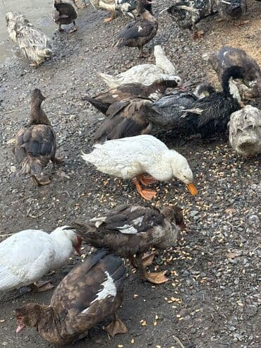 приют для собак: Утки 70 голов — 7