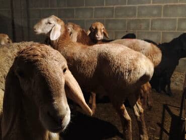 товары для кошек: Продаю | Баран (самец) | Гиссарская, Арашан | На забой — 2