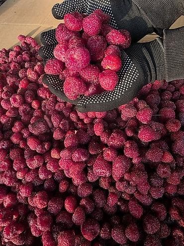 рабочи ат: Замороженная малина, клубника - Быстрая шоковая заморозка: сохраняет — 1