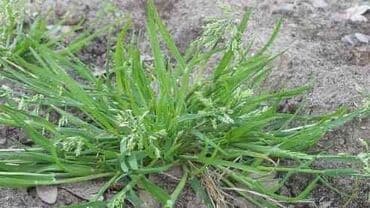 Комнатные растения: Удобрение Гербицид, Самовывоз, Платная доставка — 2