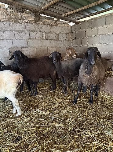 продажа овец: Продаю | Овца (самка) | На забой, Для разведения | Кастрированные, Матка — 4