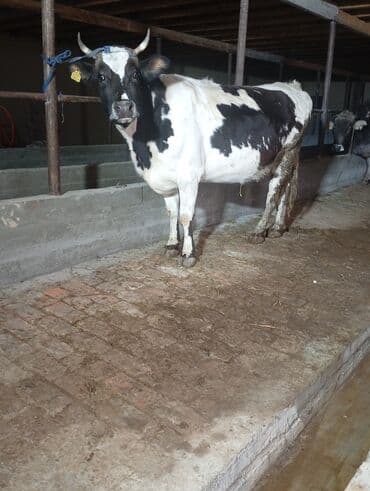 Продаю | Корова (самка) | Для молока | Привязанные