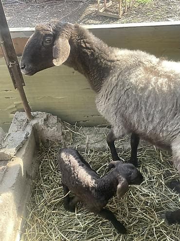 бараны в токмаке: Продаю | Овца (самка) | Для разведения | Племенные — 7