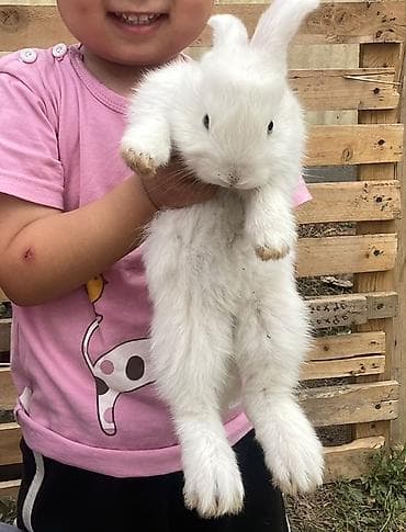 Кролики декоративные/домашние - Породы и окрасы: белые — 2