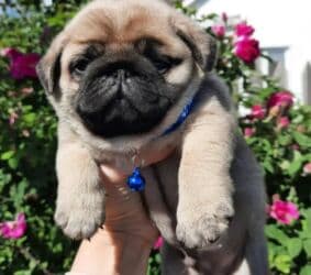 китайская хохлатая собака: Щенки мопса Родители щенков хороший гены отец и мать нет проблем — 1