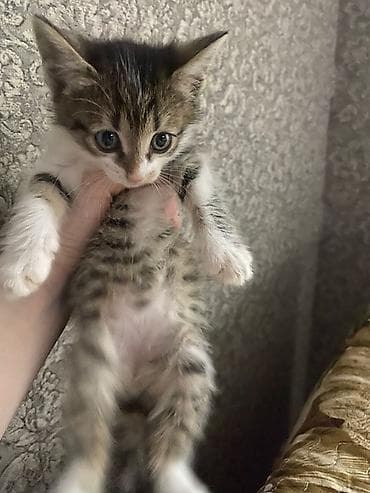 котята мейн кун бесплатно: Котята-домоседы, короткошёрстные, окрас на выбор: - серо-белый биколор — 1