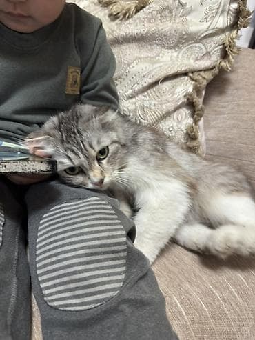 в связи с переездом отдам попугая жако в добрые руки: Порода: шотландская (вислоухая/страйт — тип ушей полувисячий на фото) — 2