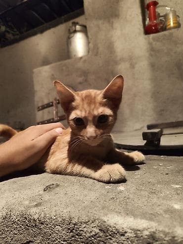 Продажа кошек: Скотиш Страйт (Шотландская прямоухая), 4 месяца, Мальчик, Рыжий, Приучена к лотку — 1