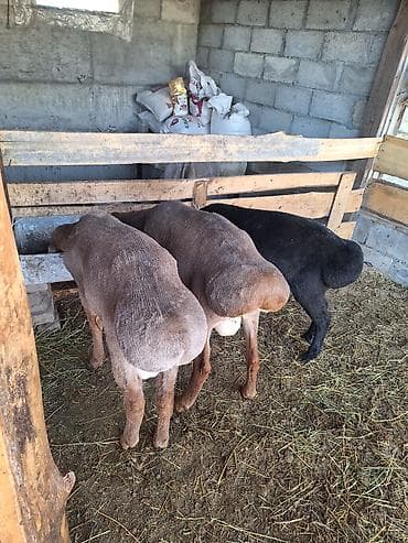 купить птиц: Продаю | Баран (самец) | Для разведения | Племенные — 4