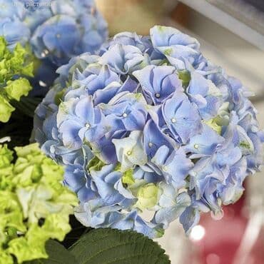 продам гортензию: Крупнолистная гортензия Хай Маунтин саженцы цветут на побегах прошлого — 3