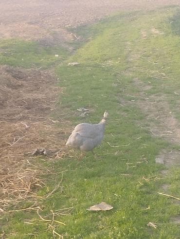 сырный соус: Цесарка Мекиш (серебристая/жемчужная окраска) баасы 1500 - Домашняя — 1