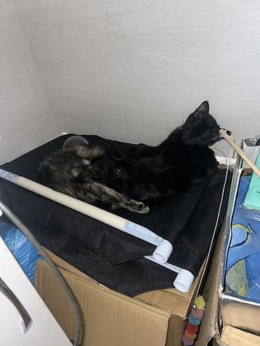 Вязка кошек: Кошка даром: Беспородная, 3 месяца, Девочка, Приучена к лотку — 2