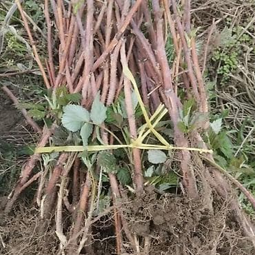 алма апорт: Малина Дүңүнөн, Чекене, Өзү алып кетүү — 2