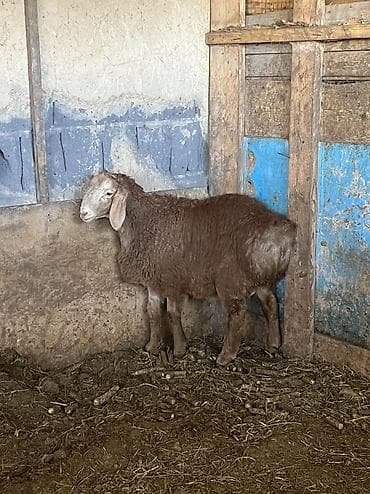 карликовые куры цена: Продаю | Овца (самка) | Эдильбаевская | Для разведения — 3