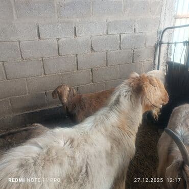 мал сату: Сатам | Эчки (ургаачы), Теке (эркек), Улак | Битал, Аргын | Союуга, Сүт алуу үчүн, Көбөйтүү үчүн | Бооз, Жасалма жол менен боозутуу — 8