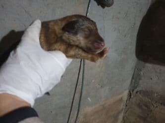 цены породистых собак: Отдам даром 4 дневных щенят,3 шт,их мама умерла сегодня,щенята — 1