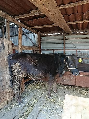 куда можно отдать собаку в бишкеке: Продаю | Бык (самец) | На откорм — 2