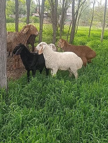 Продаю | Овца (самка) | Полукровка | Для разведения — 4