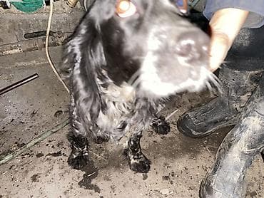 Кошки: Русский охотничий спаниель (вероятно, русский спрингер/кокер-тип) — 9