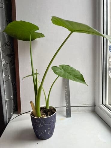 купить семена цветов в бишкеке: Алоказия (скорее всего Арма) Хорошо укорененные детки, при хорошем — 3