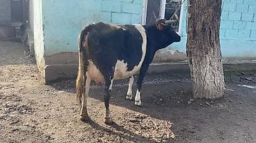 А/ч жаныбарлары үчүн тоюттар: Сатам | Уй (ургаачы) | Сүт алуу үчүн — 5