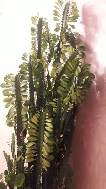 говорящий кактус игрушка бишкек: Продам кактус!!! Высота 100см. Растёт отлично, любит солнце. Пышный — 1