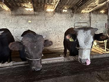 бычки продаются: Продаю | Бык (самец) | На откорм — 4