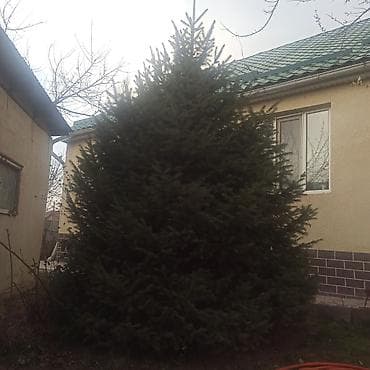 3куб: Ель (ель обыкновенная) для пересадки/декора участка - Крупномерное — 1