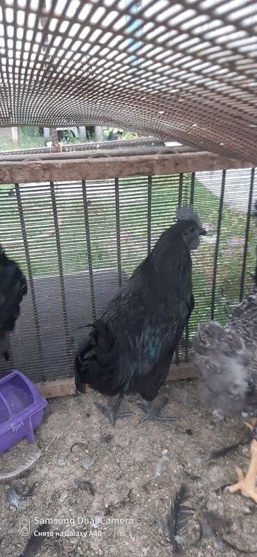 попугай неразлучник купить: Продаю | Куры — 1