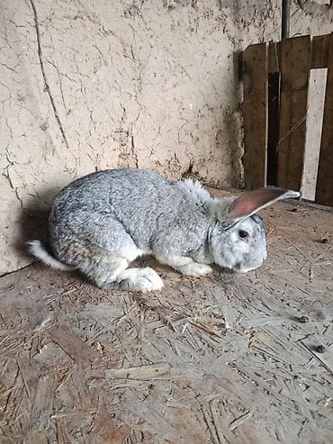 египетская кошка 2021 оригинал: Кролик серо-агутиевого окраса (крупный тип, длинные уши). Плотная — 2