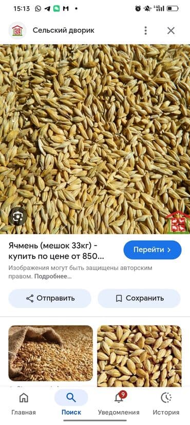 ат бишкек: Семена: Ячмень — 1