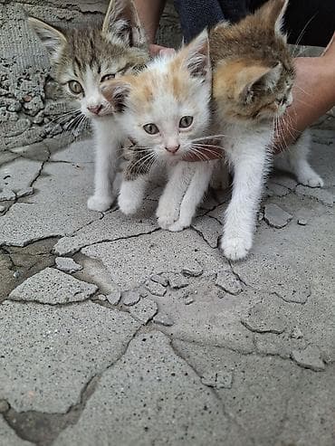 кошка домашний: Отдалим в хорошие руки, очаровательные котята из одного помёта — 2