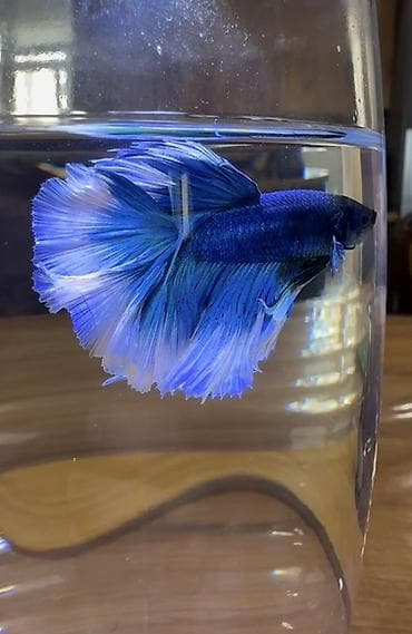 декоративные рыбы: Бойцовые рыбки (Betta splendens), декоративные самцы с роскошными — 3